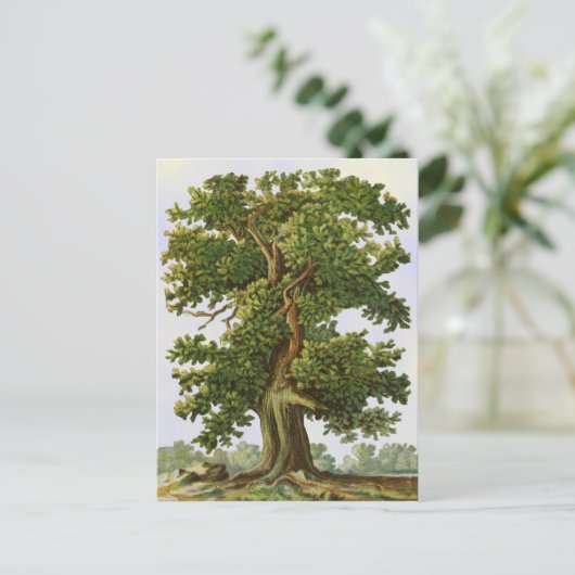 Carte postale vintage Oak Tree (Debout devant)