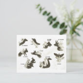 Carte Postale Vintage, ombres chinoises (Debout devant)