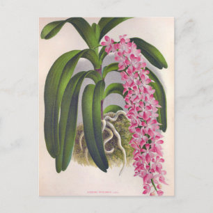 Carte Postale Vintage Orchidée Lilac Aerides Fieldingi Lindenia
