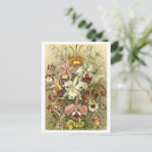 Carte postale vintage Orchidées Botanique Illustra (Debout devant)