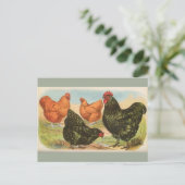 Carte postale vintage "Orpington Chickens" (Debout devant)