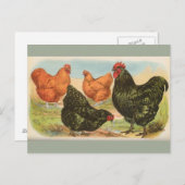 Carte postale vintage "Orpington Chickens" (Devant / Derrière)