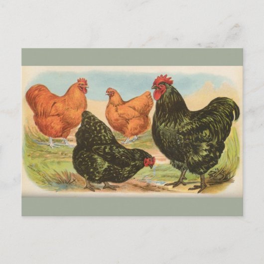 Carte postale vintage "Orpington Chickens" (Devant)