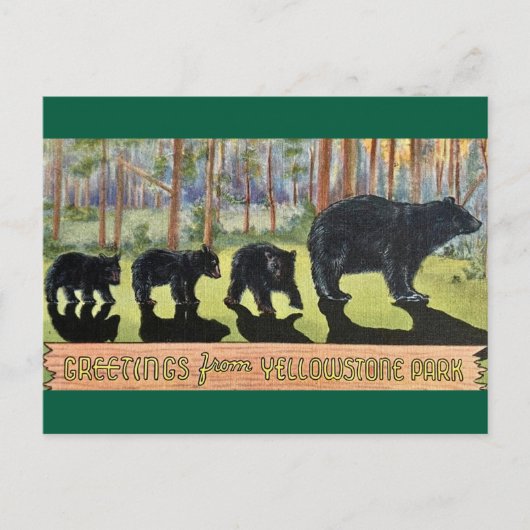 Carte postale vintage ours du parc Yellowstone (Devant)