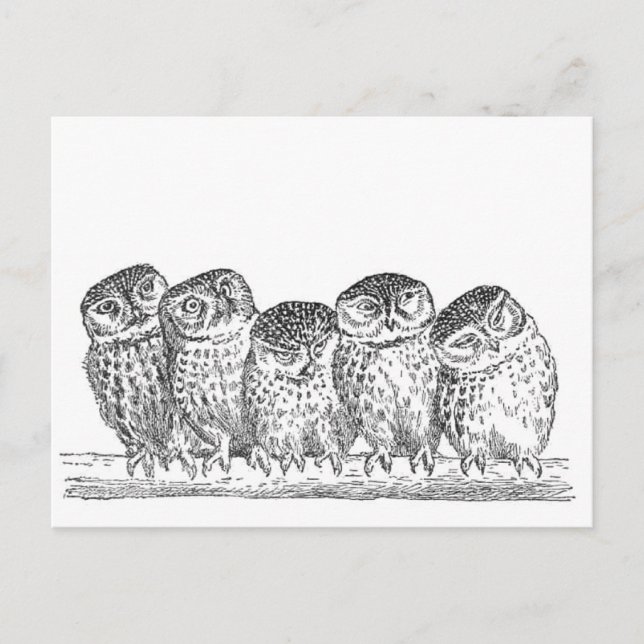 Carte Postale Vintage Owls (Devant)