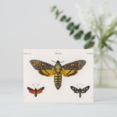 Carte postale vintage papillon (Debout devant)
