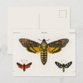 Carte postale vintage papillon (Devant / Derrière)