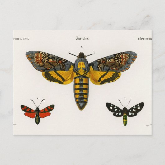 Carte postale vintage papillon (Devant)