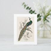 Carte Postale Vintage Peacock Histoire naturelle Imprimer (Debout devant)