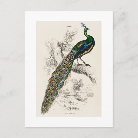 Carte Postale Vintage Peacock Histoire naturelle Imprimer (Devant)