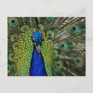 Carte postale vintage Peacock Illustration