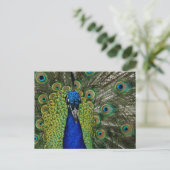 Carte postale vintage Peacock Illustration (Debout devant)