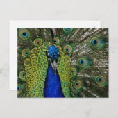 Carte postale vintage Peacock Illustration (Devant / Derrière)