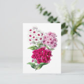 Carte postale Vintage Phlox (Debout devant)