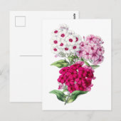 Carte postale Vintage Phlox (Devant / Derrière)