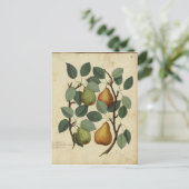 Carte Postale Vintage poire de fruits Botanique (Debout devant)