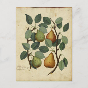 Carte Postale Vintage poire de fruits Botanique