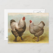 Carte postale vintage "Poulets Brahama foncés" (Devant / Derrière)