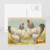 Carte postale vintage "Poulets Brahama Lumière" (Devant / Derrière)
