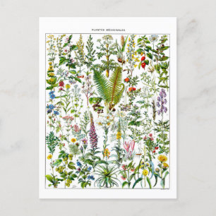 Carte postale vintage pour les Plantes médicinaux