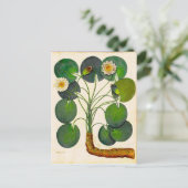 Carte postale vintage pour Nénuphars botaniques (Debout devant)