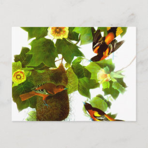 Carte Postale Vintage Printemps Birds & Fleurs