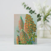 Carte Postale Vintage : publicité agricole - (Debout devant)