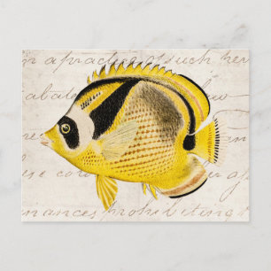 Carte Postale Vintage Raccoon Butterfly Fish