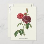 Carte Postale Vintage Red Roses Botanique Imprimer (Devant / Derrière)