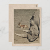 Carte postale vintage rhinocéros (Devant / Derrière)