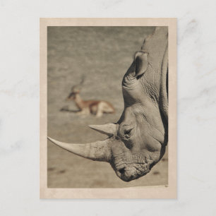 Carte postale vintage rhinocéros