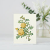Carte Postale Vintage Rose Botanique (Debout devant)