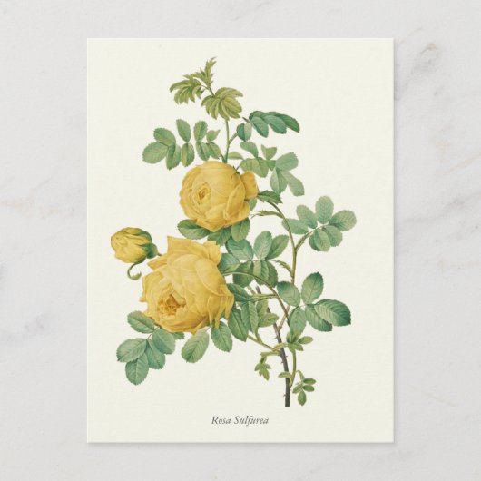 Carte Postale Vintage Rose Botanique (Devant)