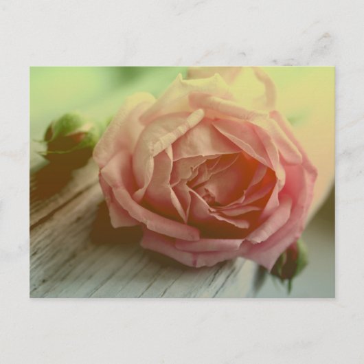 Carte postale vintage Rose Flower Floral (Devant)