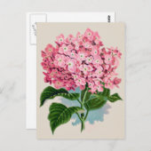 Carte postale vintage rose Hydrangea Flower (Devant / Derrière)