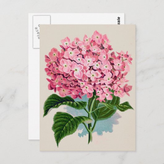 Carte postale vintage rose Hydrangea Flower (Devant / Derrière)