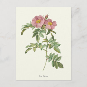 Carte Postale Vintage Rose Roses Botanique Imprimer