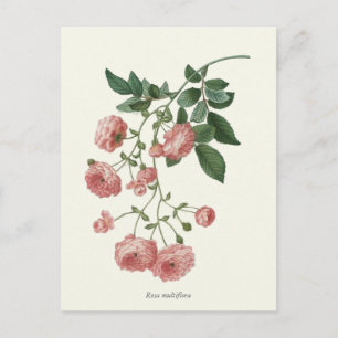 Carte Postale Vintage Rose Roses Botanique Imprimer