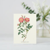 Carte Postale Vintage Rose Roses Botanique Imprimer (Debout devant)