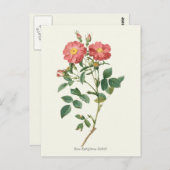 Carte Postale Vintage Rose Roses Botanique Imprimer (Devant / Derrière)