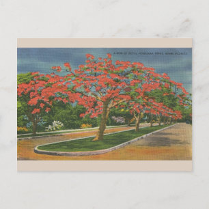 Carte Postale Vintage Royal Poinciana Trees Miami Floride