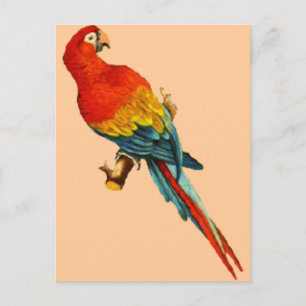 Carte Postale Vintage *Scarlet Macaw* Parrot Desing