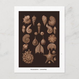 Carte postale vintage Sea Life Illustration