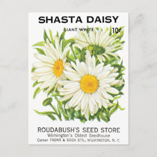 Carte Postale Vintage Seed Packet Art, Shasta Daisy Flowers