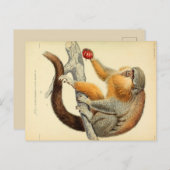 Carte postale vintage singe avec des fruits (Devant / Derrière)