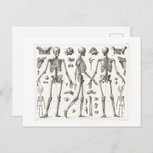 Carte postale Vintage Skeleton (Devant / Derrière)