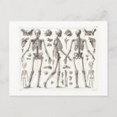 Carte postale Vintage Skeleton (Devant)