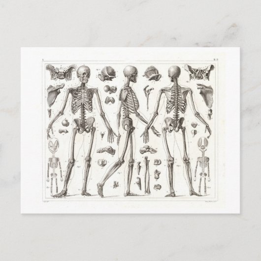 Carte postale Vintage Skeleton (Devant)