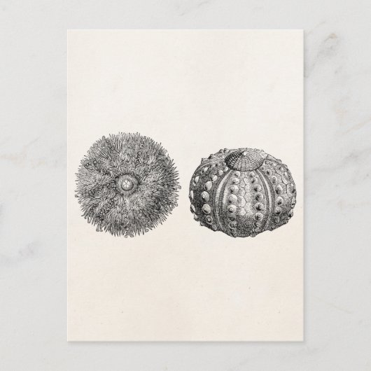 Carte Postale Vintage Spiny Sea Urchin Modèle antique (Devant)