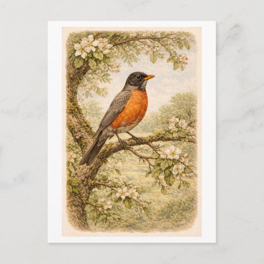 Carte Postale Vintage-Style American Robin lllustration (Devant)